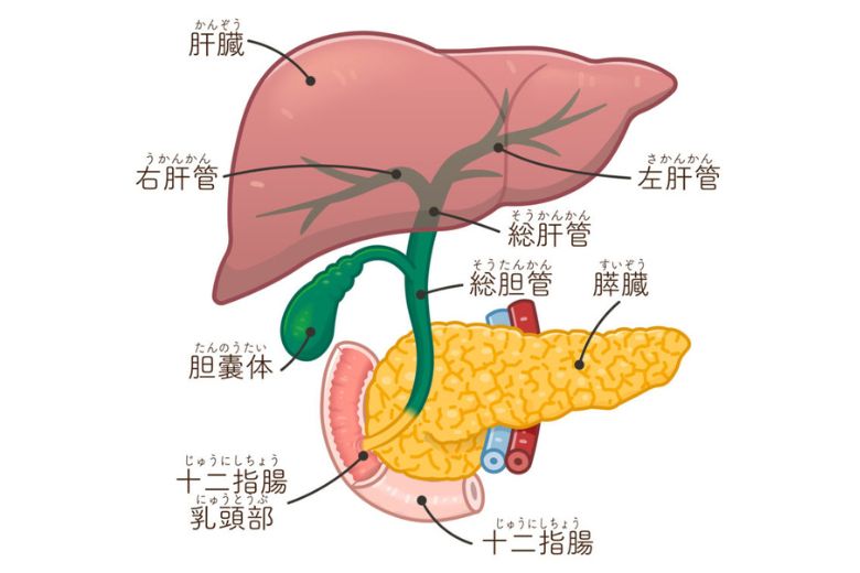 膵臓イラスト