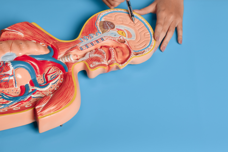 血管の詰まり場所による症状