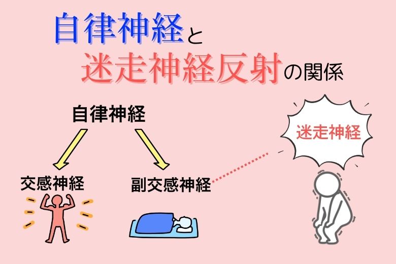 自律神経と迷走神経反射の関係