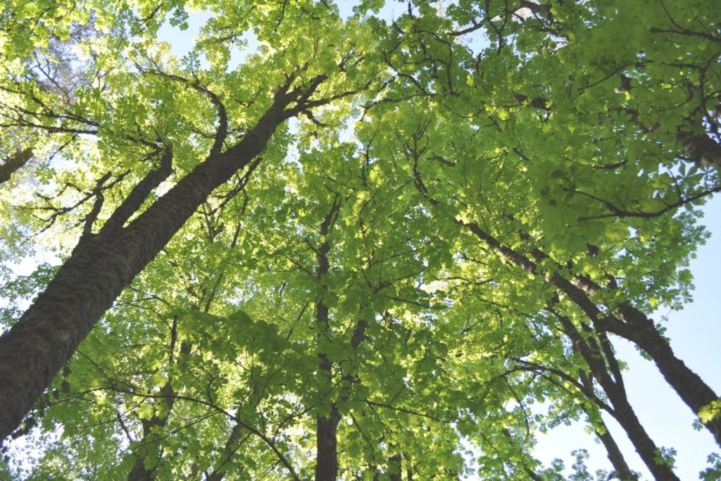 まとめ「不安障害があっても自分らしく働くために」