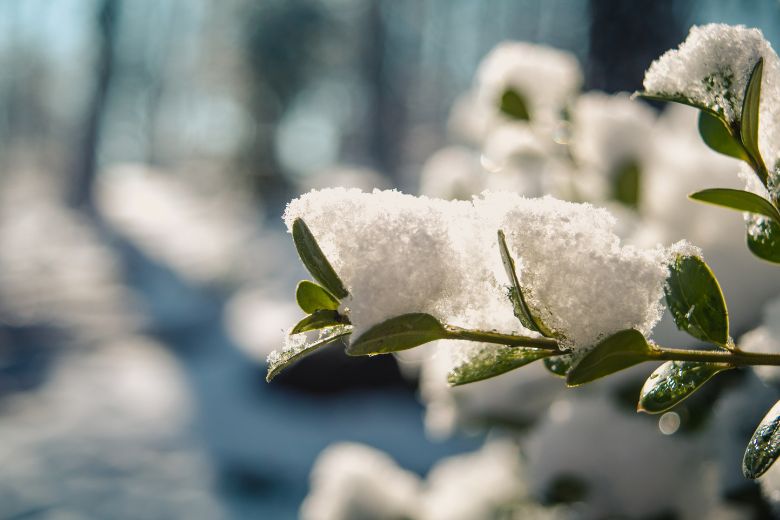 冬季うつ（季節性情動障害）とは？