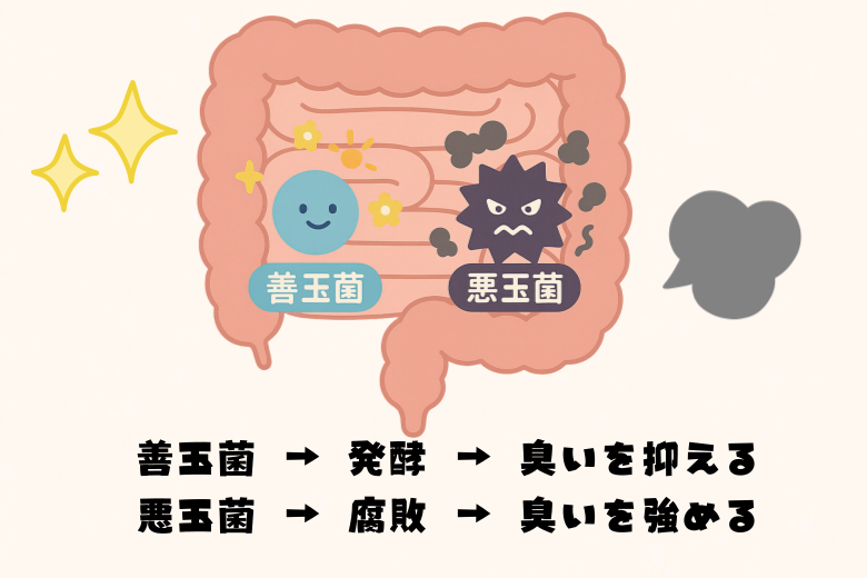 腸内環境と体臭の密接な関係