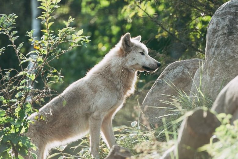 もしもクレーマーが三匹の子ぶたのオオカミだったら