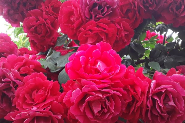 まとめ──ルールの本質を見極める