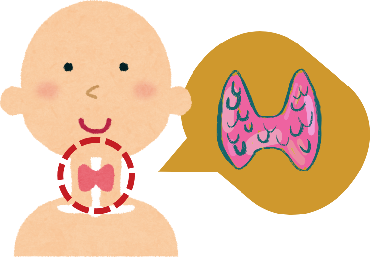 甲状腺とはどのような臓器か