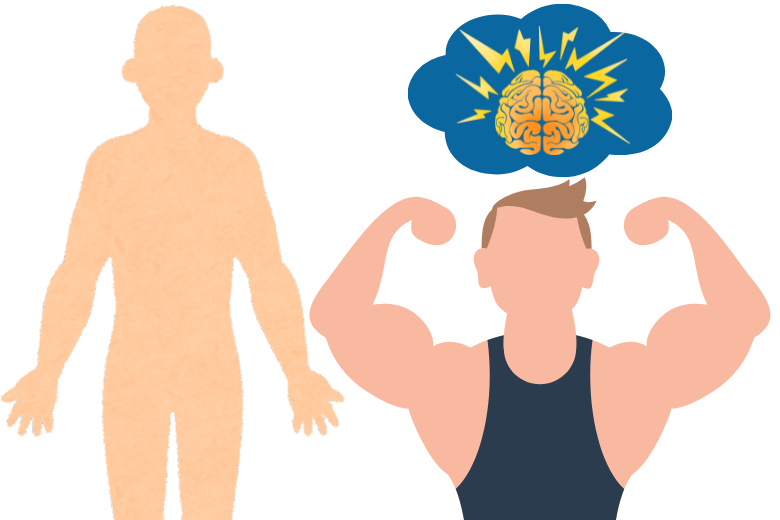 3. ミオカインによる抗炎症効果と脳機能改善