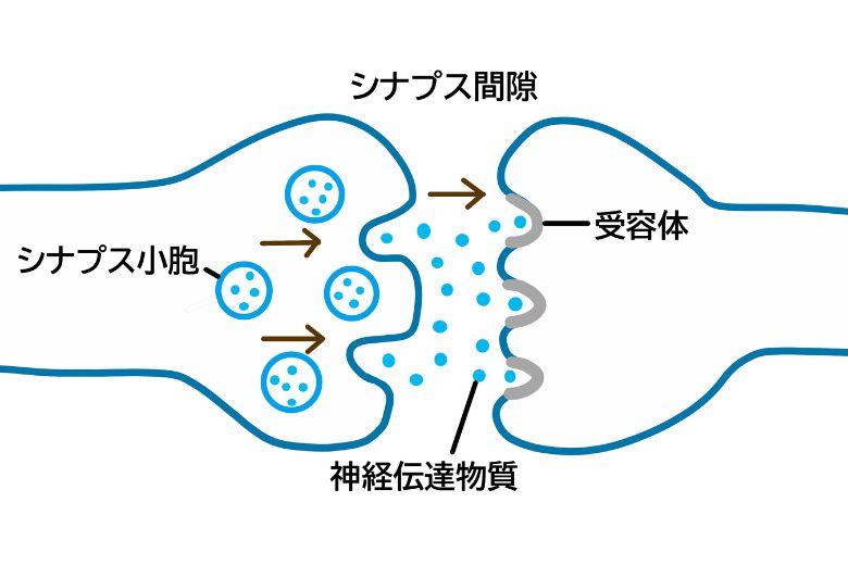 6．伝達の仕組み ― 化学物質が橋渡しする