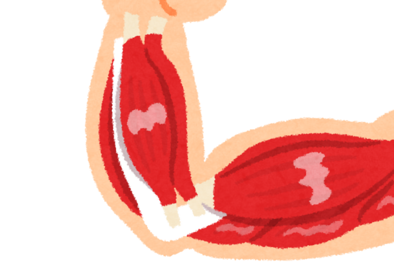 白筋（速筋）の特徴