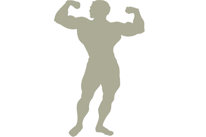 人体の断面から見た筋肉と内臓の位置関係