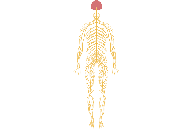 神経の基本構造