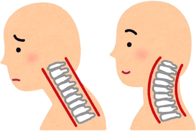 首の骨の基本構造