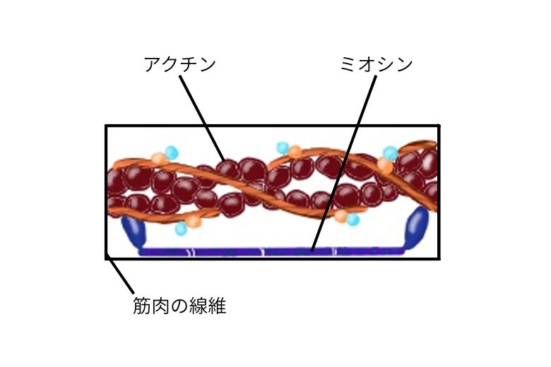 筋肉の基本構造と収縮の仕組み