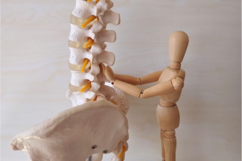 硝子軟骨の構造と特徴