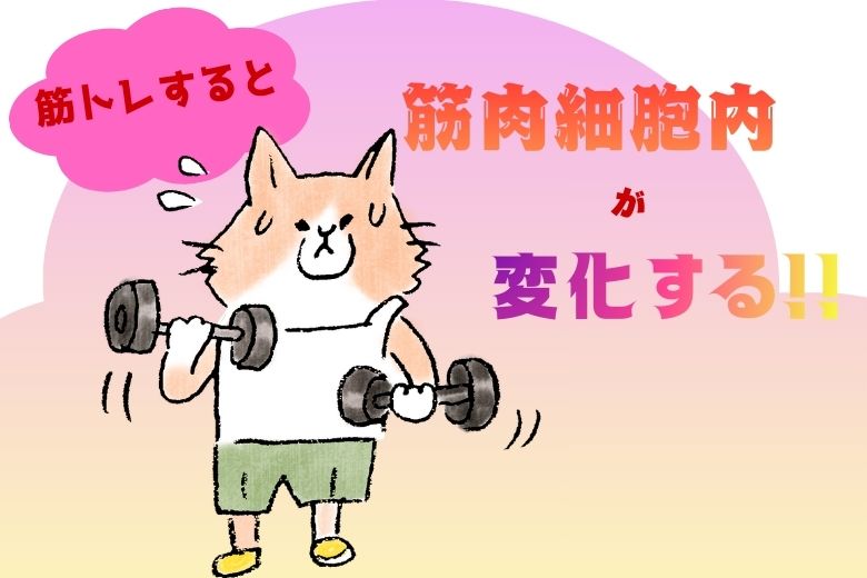 【筋トレ】筋トレによって起こる、筋肉細胞内の変化を解説します！
