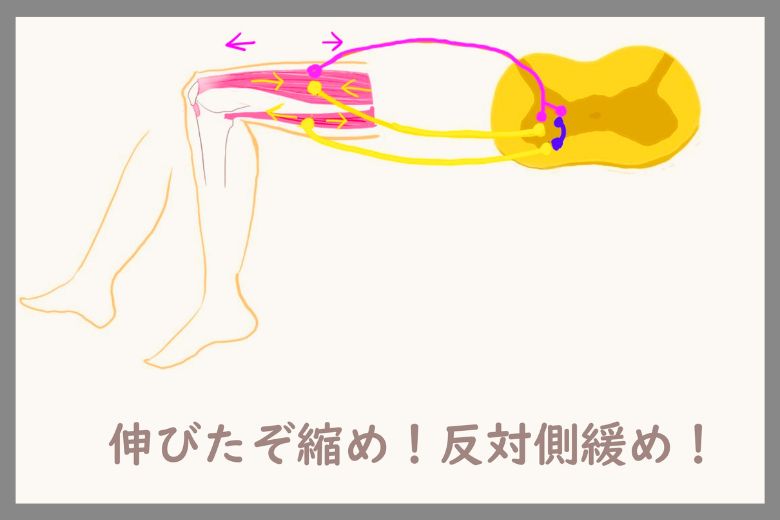 静的ストレッチのメカニズム 〜筋肉よりも“神経”がカギ〜