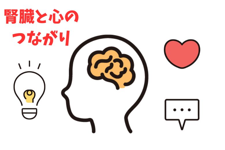 腎臓と心のつながり