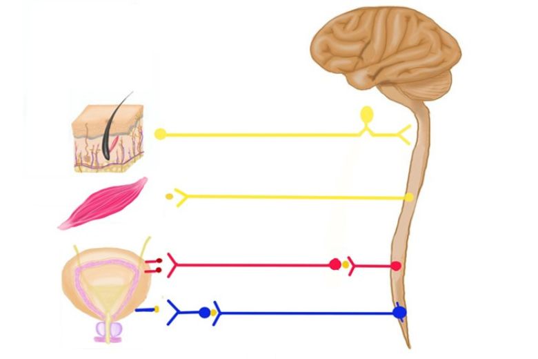 3．自律神経の伝達経路