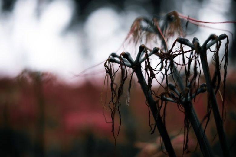 5．免疫細胞の疲弊と枯渇 ― 長期戦の代償