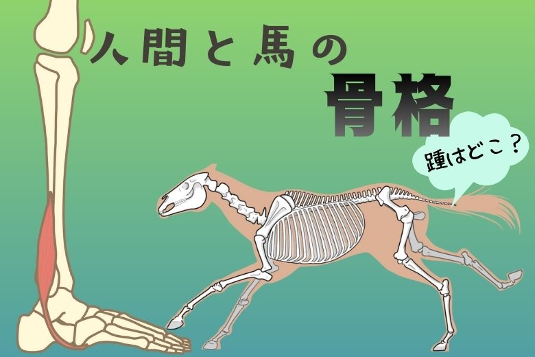 【踵はどこ？】人間と馬の骨格を現役医師が解説