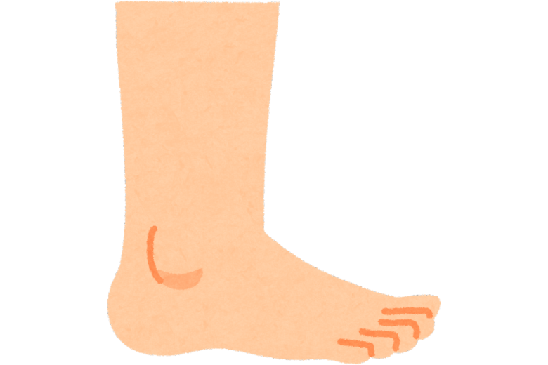 足首（足関節）の動き