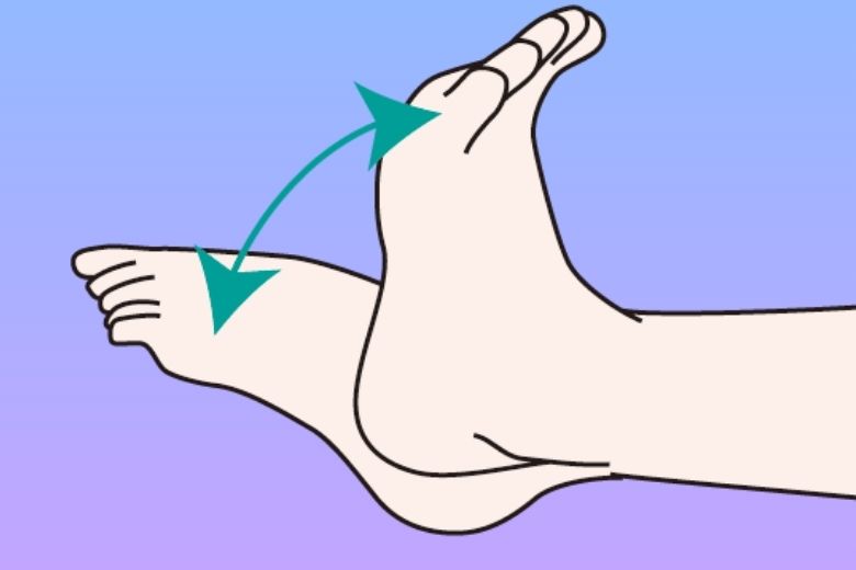 1⃣ 人間の踵の位置と役割