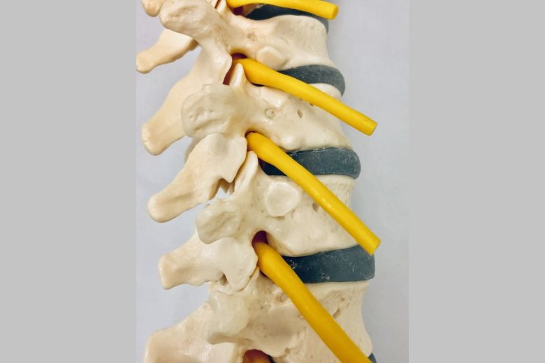 頸椎と腰椎の構造