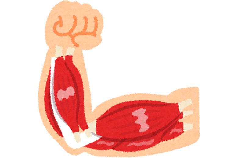 ■ 筋肉の位置と構造を可視化して理解する