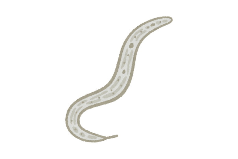 線虫ががんを“嗅ぎ分ける”？