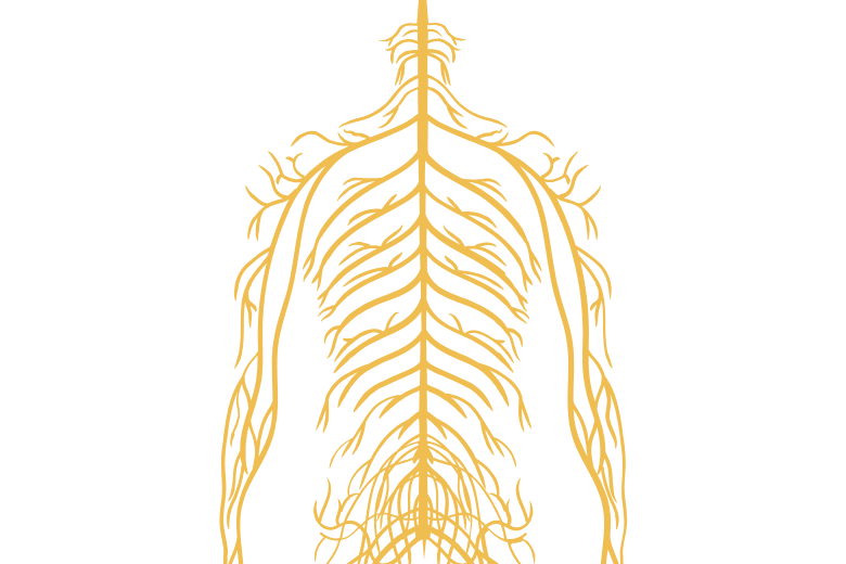 首から出る神経の流れ