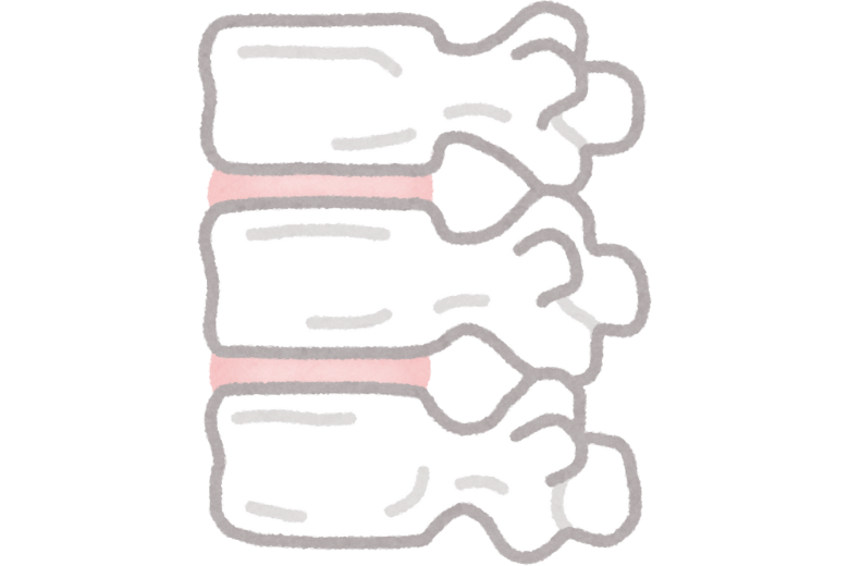 背骨と椎間板の構造