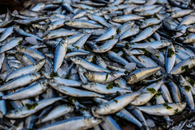 血液をサラサラにするだけじゃない、EPAの正体