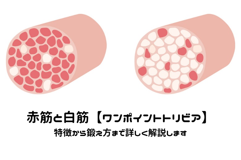 赤筋と白筋【ワンポイントトリビア】