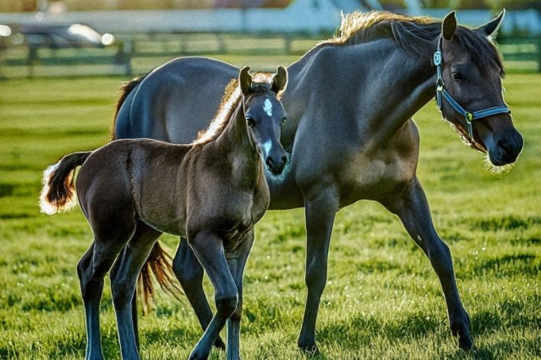2⃣ 馬の「踵」はどこにある？