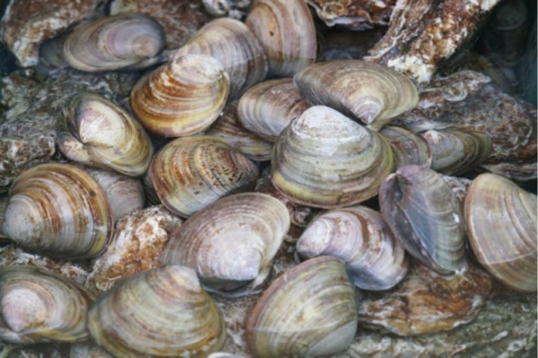 ビタミンB12の役割と摂取源