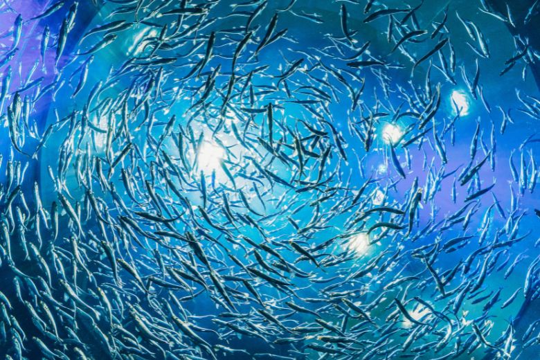 将来が期待される「食べる免疫サポート」