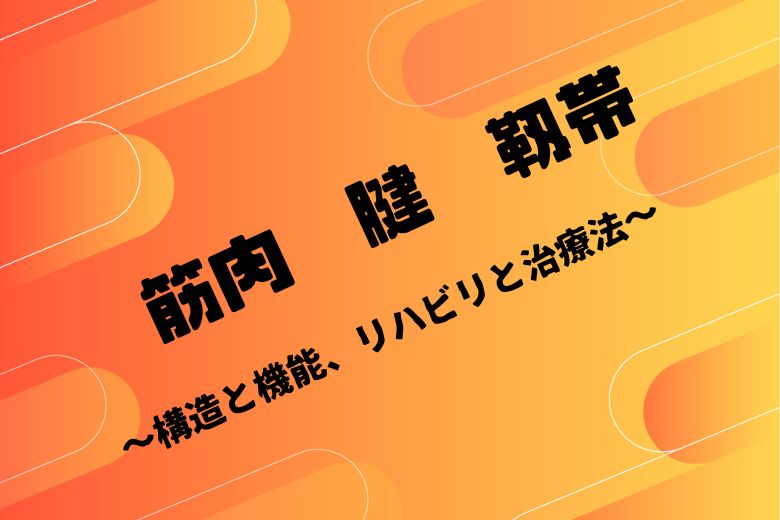 筋肉　腱　靱帯