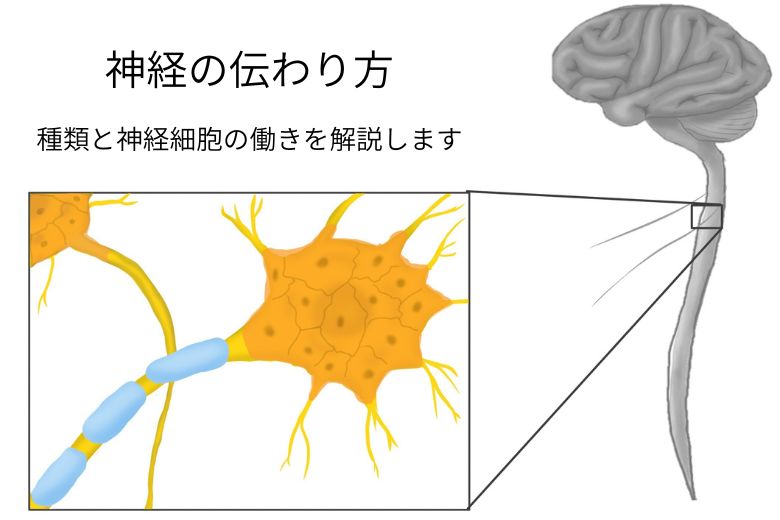 神経の伝わり方