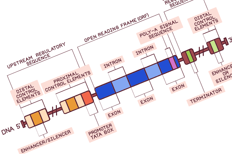 がんの正体は「遺伝子のトラブル」