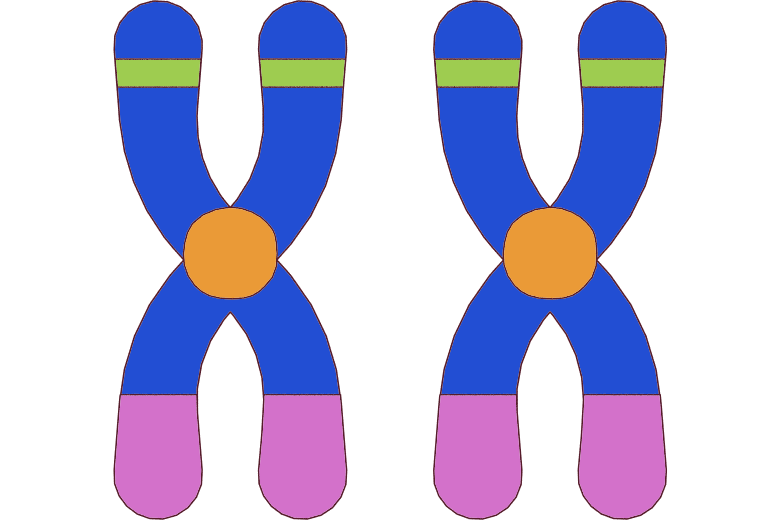 1. テロメアが短くならない