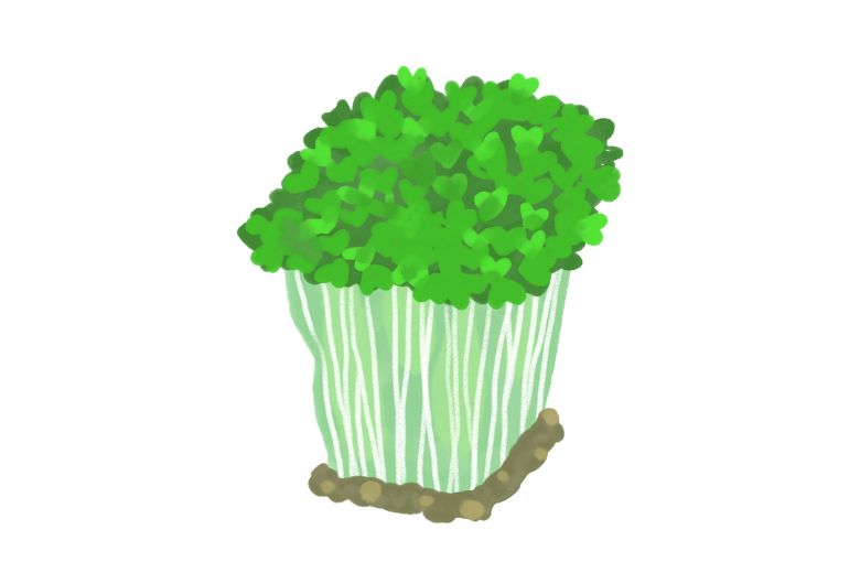 アブラナ科野菜とスルフォラファン ― がん予防と健康づくりに役立つ食習慣とは