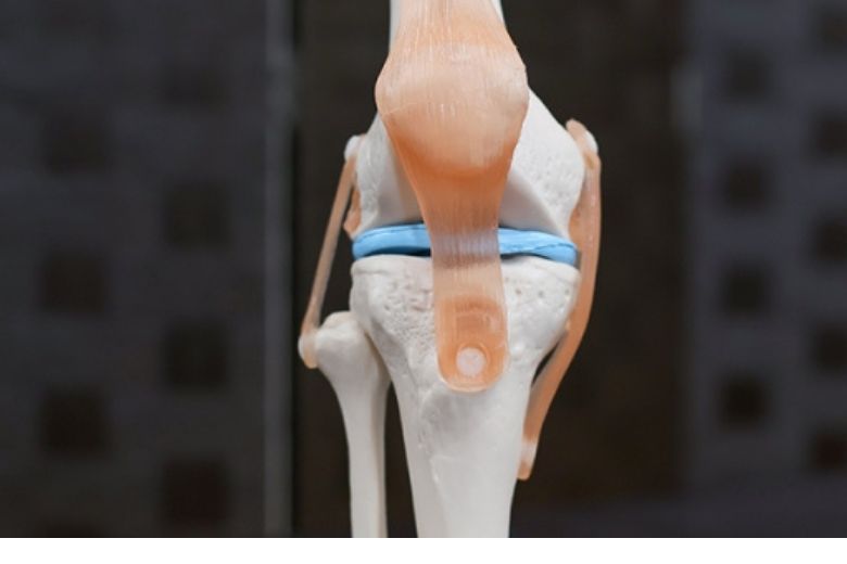 靭帯による安定機構